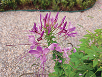 花