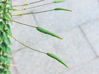 果